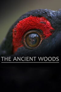 The Ancient Woods (2018)