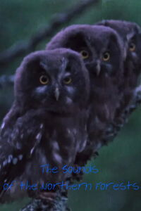 The Sounds of the Northern Forests (1973)