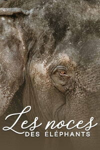 The wedding of the elephants (2014)