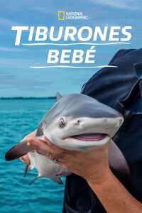 Tiburones bebé (2022)