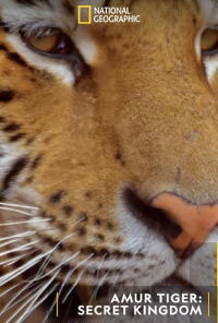 Tigre de Sibérie, seigneur sans frontières (2023)