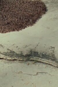 Venus Delta (2016)