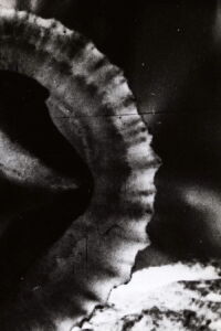 Versus (1968)