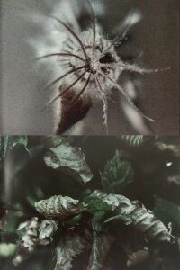 Wingseed (1985)