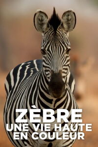 Zèbre, une vie haute en couleur (2022)