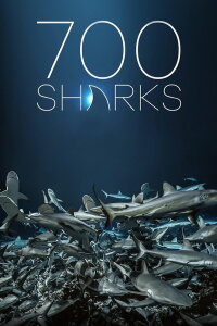 700 Haie in der Nacht (2018)