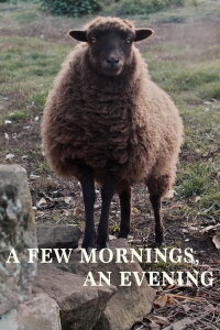 a Few Mornings, an Evening (2024)
