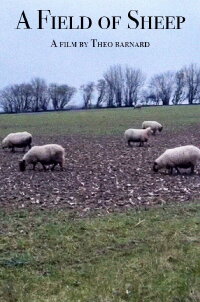 A Field of Sheep (2024)