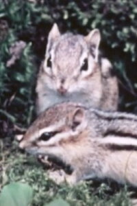Adventures Of A Chipmunk Family (1959)