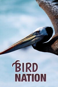 Amerikas Vogelwelt (2018)