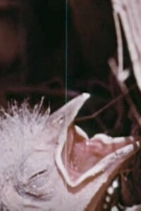 Animal Homes (1954)