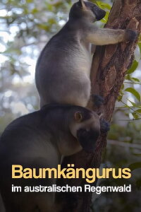 Baumkängurus im australischen Regenwald (2022)