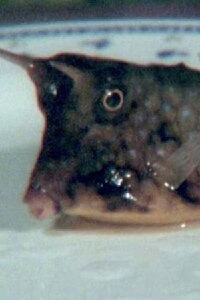 Cowfish (2011)