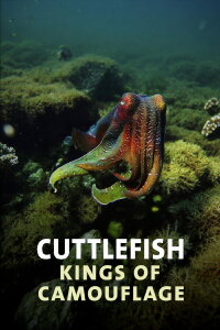 Cuttlefish: Kings of Camouflage (1997)