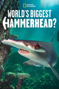 Der größte Hammerhai der Welt? (2022)