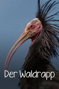 Der Waldrapp: Zugvogel im Aufwind (2023)
