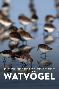 Die wundersame Reise der Watvögel (2023)