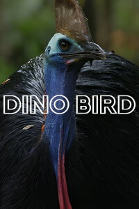 Dino Bird (2017)