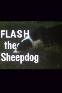 Flash the Sheepdog (1966)