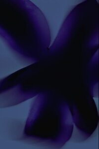 Flowers #3 (Kissed by the Sun) (2023)