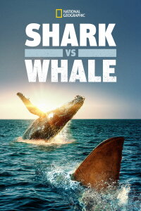 Hai vs. Wal (2020)