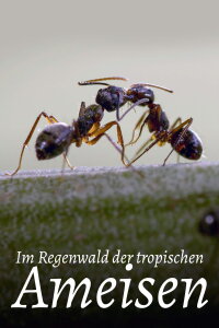 Im Regenwald der tropischen Ameisen (2023)