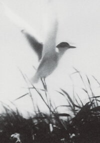 Inhabitants (1970)