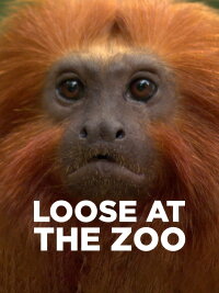 Loose at the Zoo (2007)