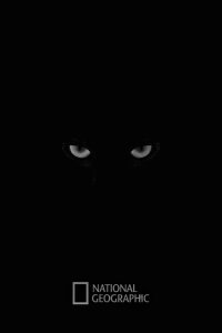 National Geographic: In Search of the Jaguar (2006)