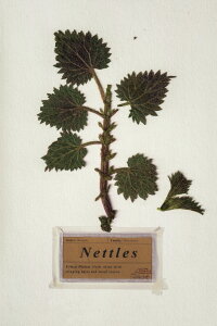 Nettles (2018)