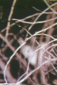 Nightcats (1956)