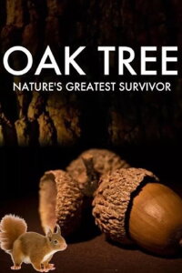 Oak Tree: Nature's Greatest Survivor (2015)