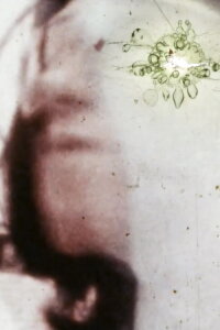 Possesed by a White Shadow (1980)