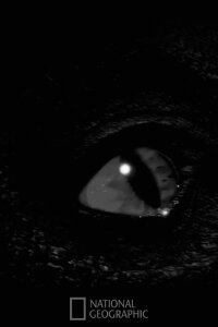Prehistoric Monsters Revealed (2008)