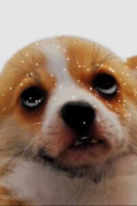 puparazzi (2009)
