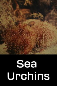 Sea Urchins (1954)