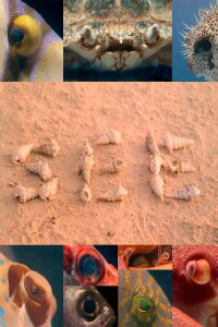 SEE (1975)