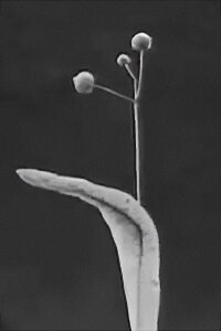 Seeds and Seed Dispersal (1920)
