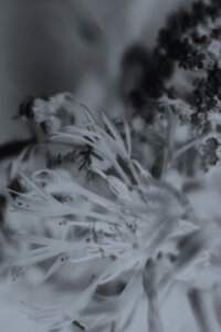 Senescent Vivarium (2018)