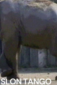 Slon Tango (1993)
