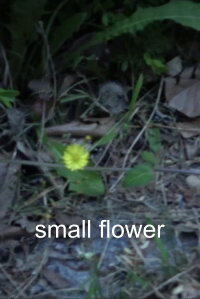 Small Flower (2022)