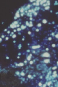 Song 21 (1966)