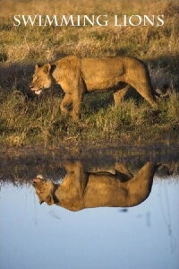 Swimming Lions (2003)