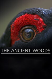 The Ancient Woods (2018)