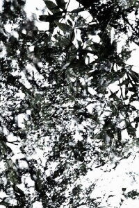 The Seasons (2008)