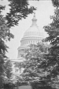 Thru' The Trees, Washington, D.C. (1923)