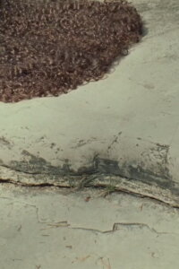 Venus Delta (2016)