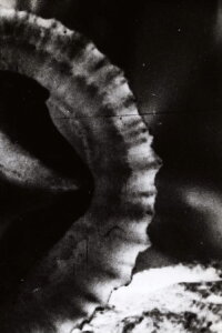 Versus (1968)