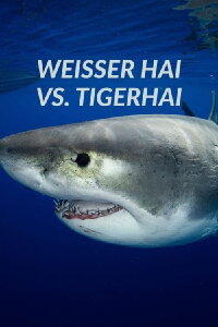 Weißer Hai vs. Tigerhai (2022)