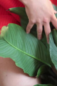 WET STREAMING III - fuck my ficus (2020)